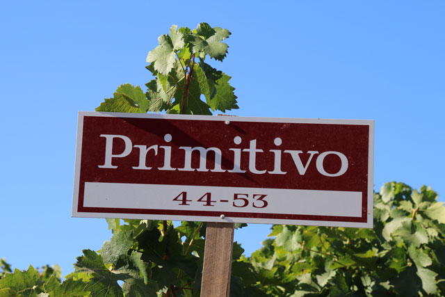 tim-hieu-nho-primitivo