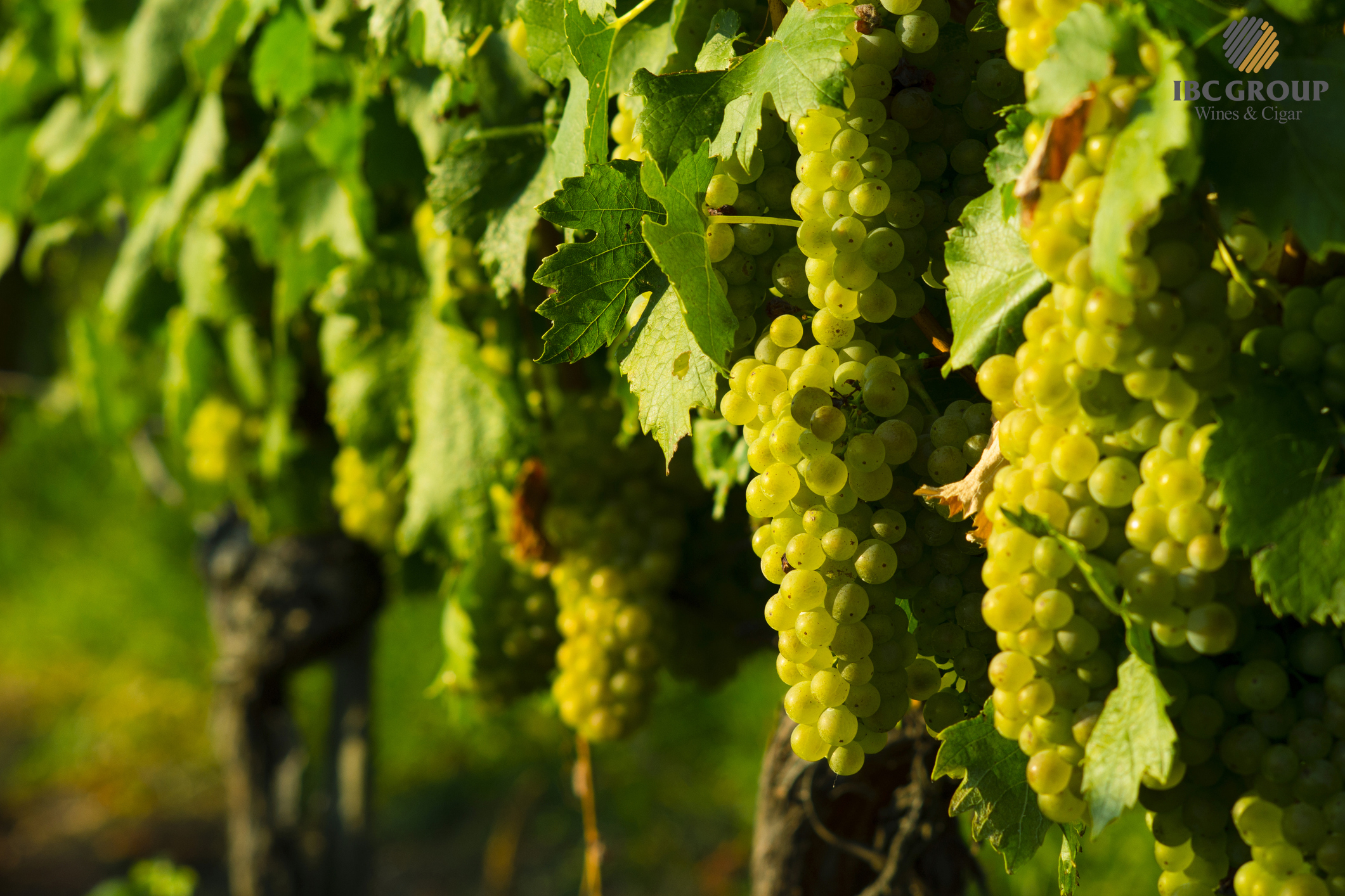 Moscato - Tượng đài giống nho cổ thế giới